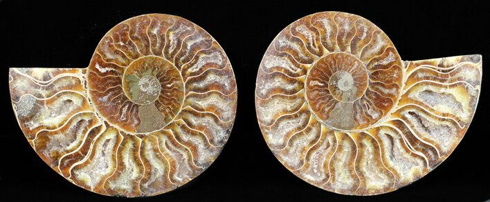 Polished Ammonite Pair - Agatized #56275